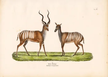 Kudu maggiore in forma maschile e femminile