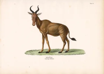 Barbagianni