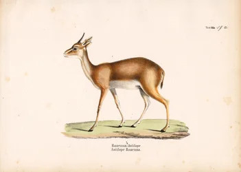 Hazenna Antelope di profilo