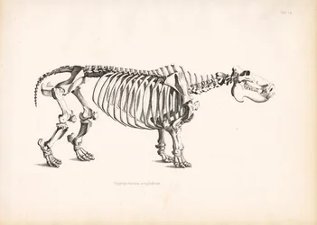 Anatomia scheletrica dell