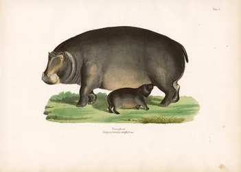 Ippopotamo con vitello