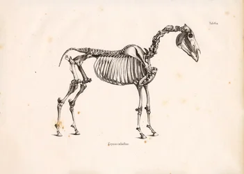 Scheletro di cavallo