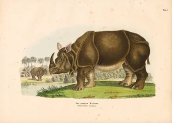 Rinoceronte indiano