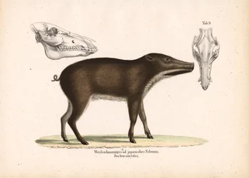 Cinghiale giapponese con vista sul cranio