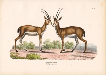 Antilope dalle lunghe corna nel paesaggio della savana