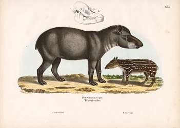 Tapiro di pianura con giovane