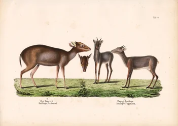 Duiker di Maxwell e antilope reale
