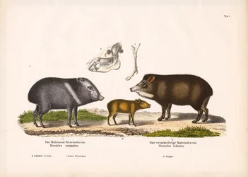 Pecari con giovani e anatomia del cranio