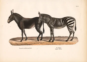 Zebra di pianura e ibrido di zibibbo e scimmia