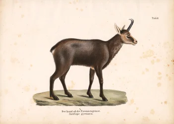 Camoscio dei Pirenei o Isard
