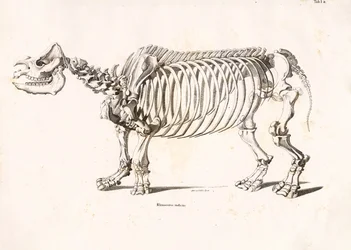 Scheletro di rinoceronte indiano