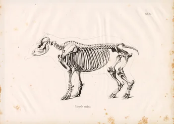 Scheletro di tapiro di pianura