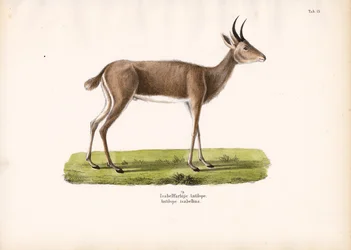Capricorno