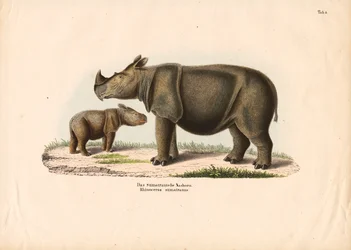 Rinoceronte di Sumatra con vitello