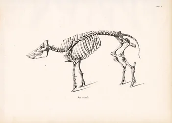 Scheletro di cinghiale
