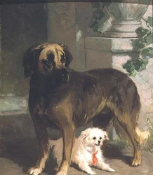 Un mastino e un bichon