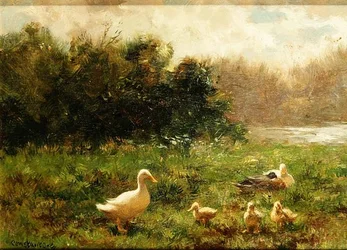 Anatre e anatroccoli sulla riva del fiume