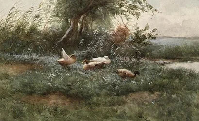 Anatre vicino a uno stagno