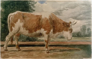 Mucca di profilo