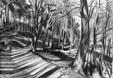 Ombre sul sentiero nel bosco