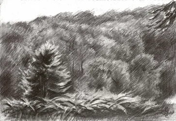 Disegno di una pineta
