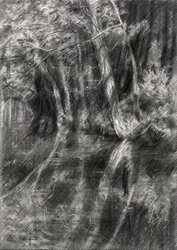 Ruscello nella foresta ombrosa