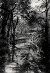 Ruscello ombreggiato nella foresta