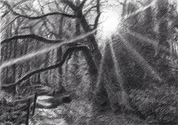 Sentiero nella foresta illuminato dal sole