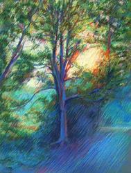 Sentiero nella foresta illuminato dal sole