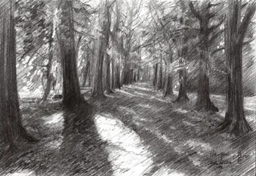 Sentiero nel bosco illuminato dal sole