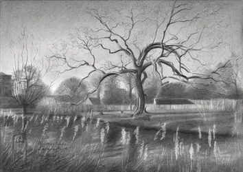 Riflessi invernali sugli alberi