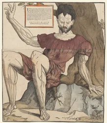 Le vene del corpo umano
