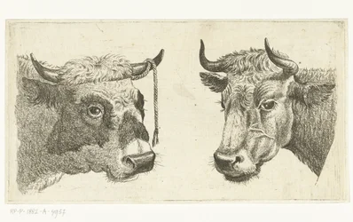 Testa di toro con corda alle corna e testa di mucca