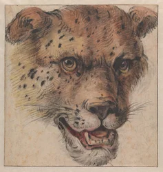 La testa di un leopardo