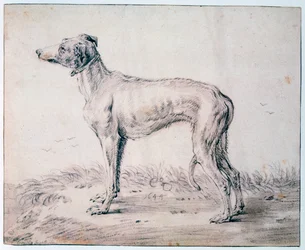 Levriero, 1644