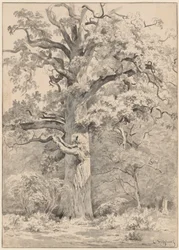 Una grande quercia al margine di una foresta