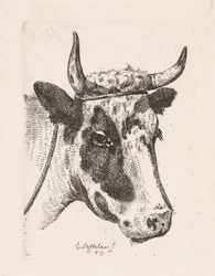 Testa di una mucca maculata