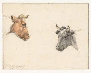 Foglio di studio con due teste di mucca