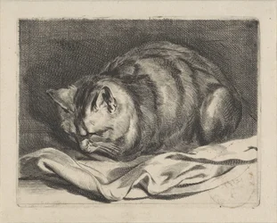 Piccolo gatto