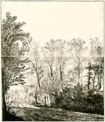 Sentiero attraverso una foresta