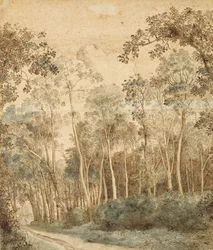 Paesaggio boscoso