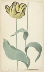 Il Tulipano Bizard Louis d