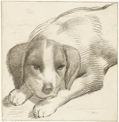 Cane sdraiato