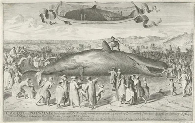 Capodoglio arenato a Egmond aan Zee, 1764