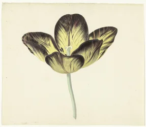 Tulipano chiamato Bizard Egiptienne