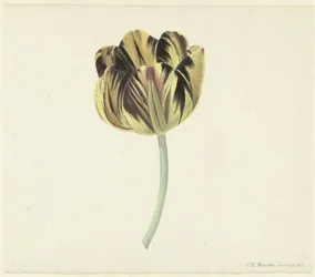 Tulipano chiamato Bizard Rosette