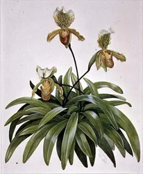 Orchidea Lady Slipper dal Nepal (Paphiopedilum insigne)