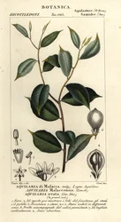 Legno di agar, Aquilaria malaccensis, in pericolo critico