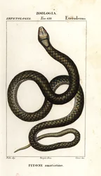 Pitone ametistino, Simalia amethistina