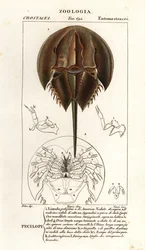 Granchio a ferro di cavallo atlantico, Limulus polyphemus